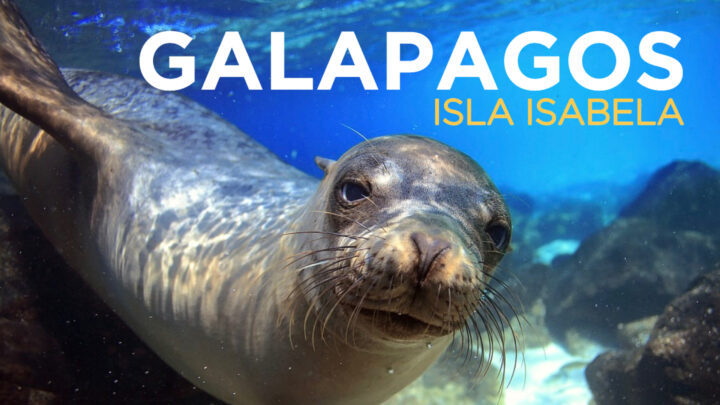 Island hopping in the Galapagos: Isla Isabela