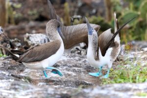 Isla Isabela tour Los Tuneles blue-footed boobies