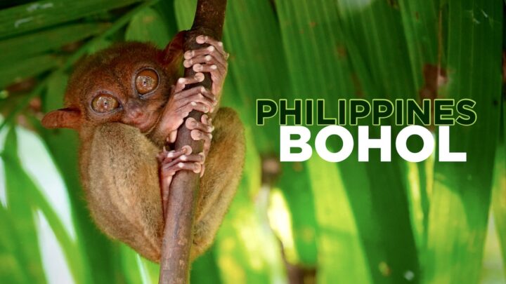 Bohol, Philippines: Beaches, Chocolate Hills & Tarsiers