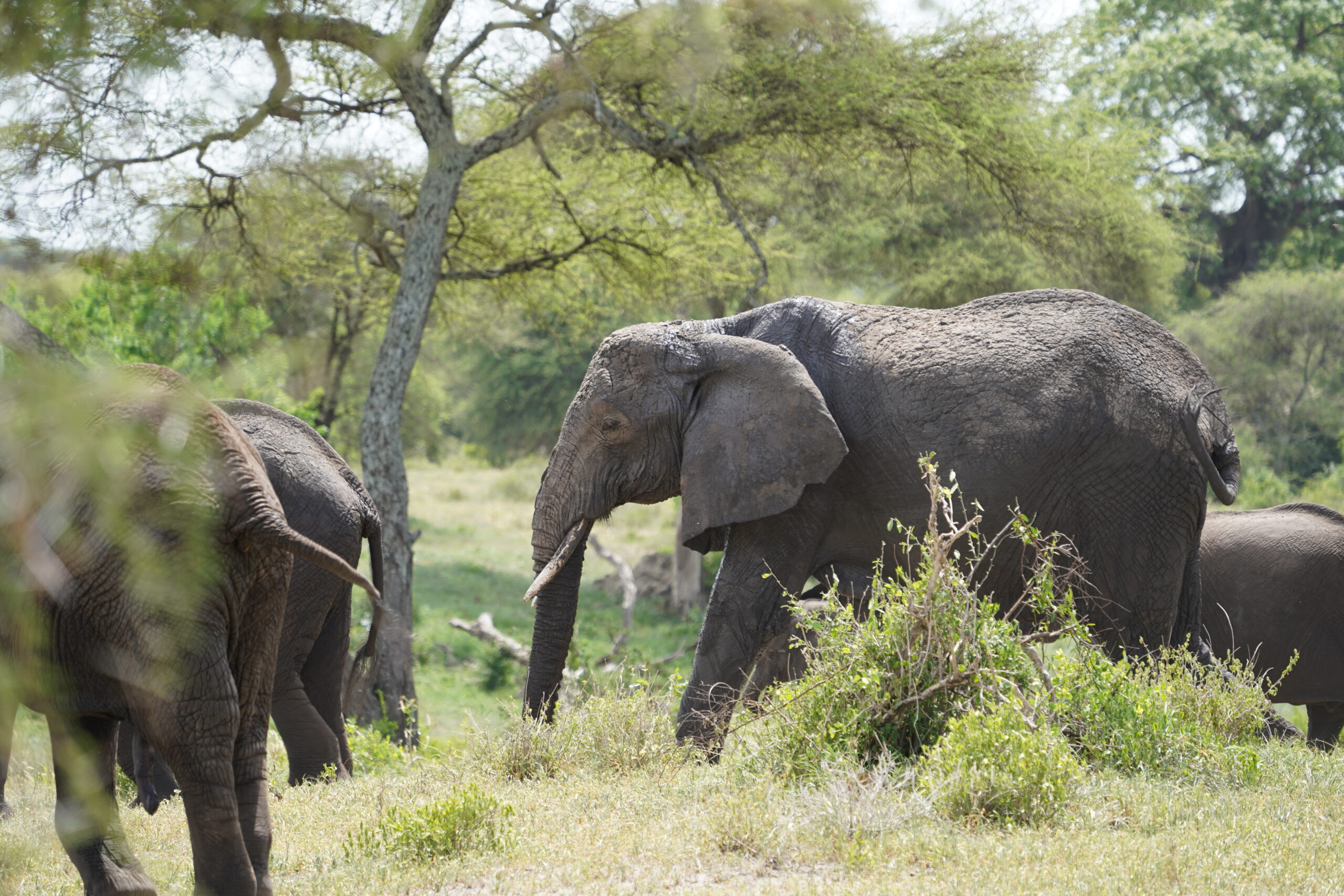 Tanzania